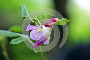 Impatiens psittacina parrot flower at Doi Luang Chiang Dao, Chiang Mai, Thailand