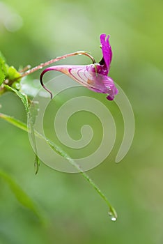 Impatiens, purple flower