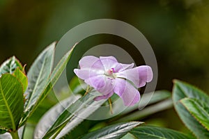 Impatiens sodenii, species of flowering plant in the family Balsaminaceae. Cundinamarca Department, Colombia