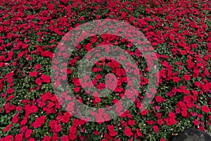 Impatiens Street flower bed