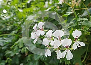 Impatiens tinctoria