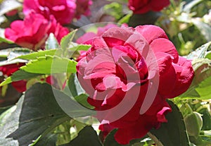 Impatiens walleriana fiesta `Bonita Burgundy`deep red blooms