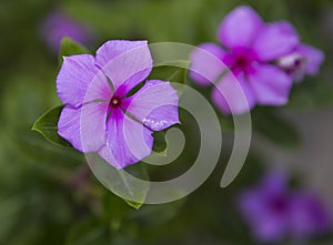 Impatiens walleriana Flower