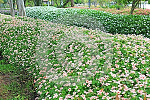 Impatiens walleriana Hook.f. flower or Busy lizzie flower photo