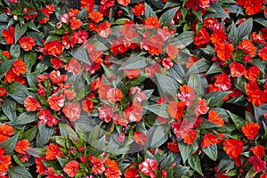 Impatiens walleriana plant with red flower photo