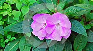 Impatiens walleriana photo