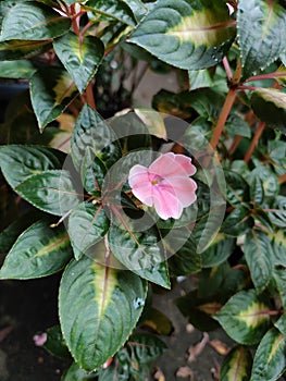 Impatiens walleriana is a species of plant in the family Balsaminaceae. This species is also part of the order Ericales photo