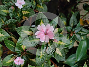 Impatiens walleriana is a species of plant in the family Balsaminaceae photo