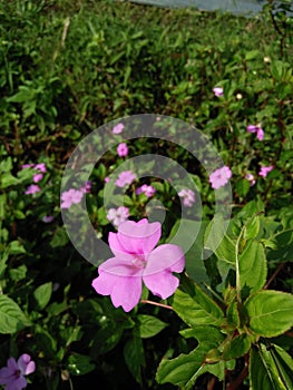 Impatiens walleriana is a species of plant in the family Balsaminaceae.  This species is also part of the order Ericales photo