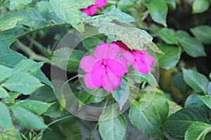 Pink flower of impatiens walleriana photo
