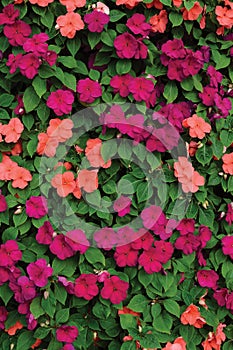 Impatiens Walleriana Sultanii Busy Lizzie Flowers, Large Detailed Colorful Vertical Background Closeup Pattern, Magenta, Purple photo