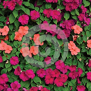 Impatiens Walleriana Sultanii Busy Lizzie Flowers, Large Detailed Colorful Vertical Background Closeup Pattern, Magenta, Purple photo