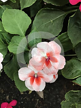 Impatiens walleriana or Touch-me-not flower. photo