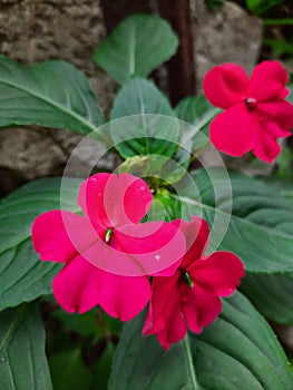 Impatiens walleriana, usually called Busy Lizzie or Busy Lizzy. photo