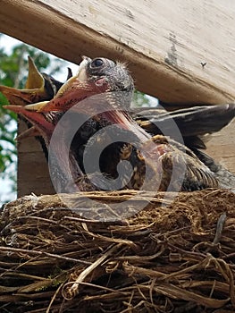 impatient baby robins want their meal