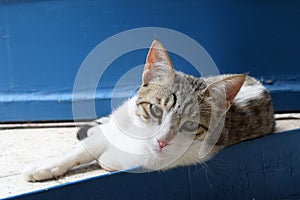 An impatient feline cat lies by the blue door of the room, waiting for food