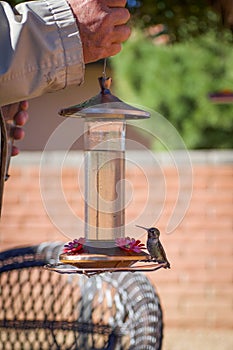 Impatient Hummingbird 2 on feeder being carried by man