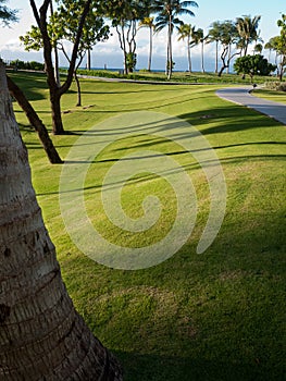 Impeccable lawn, palm trees Maui Hawaii