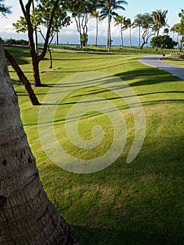 Impeccable lawn, palm trees Maui Hawaii photo
