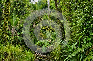 Impenetrable rainforest in Kahurangi National Park, New Zealand
