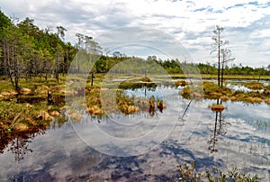 Impenetrable swamp in the Siberia
