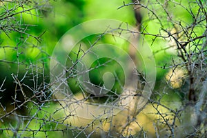 Impenetrable thickets of thorns in the forest. Insurmountable obstacle. Photographed close up thorns on the branches