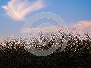 Impenetrable thorny bush in South Africa