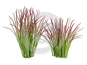Imperata