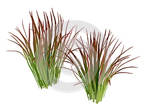 Imperata