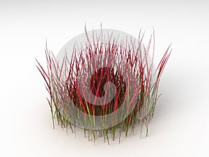 Imperata cylindric red