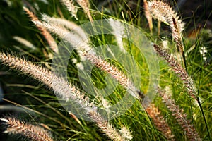 Imperata cylindrica Beauv