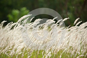 Imperata cylindrica Beauv,Grass field landscape in nature