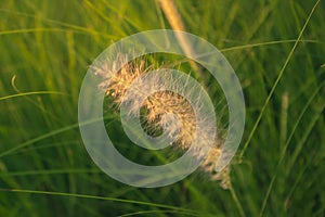 Imperata cylindrica Beauv. poaceae