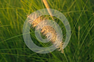 Imperata cylindrica Beauv. poaceae