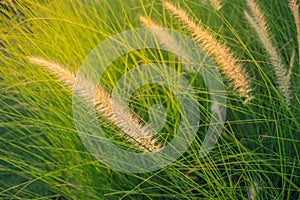 Imperata cylindrica Beauv. poaceae