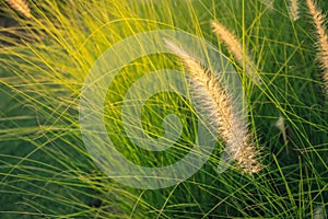 Imperata cylindrica Beauv. poaceae