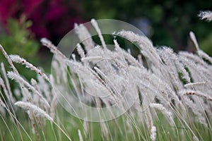 Imperata cylindrica cogon grass blowing in the wind