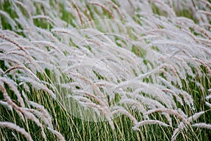 Imperata cylindrica cogon grass blowing in the wind