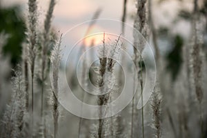 Imperata cylindrica cogon grass blowing in the wind,with sunset sky in the background