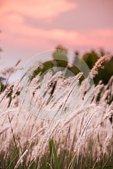 Imperata cylindrica cogon grass blowing in the wind,with sunset sky in the background