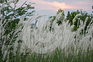 Imperata cylindrica cogon grass blowing in the wind,with sunset sky in the background