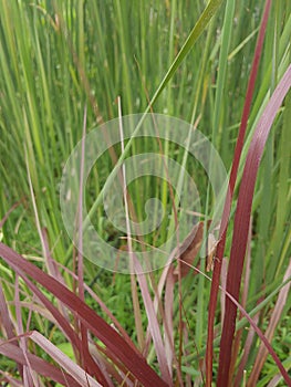 Imperata cylindrica, commonly kent as blady gress