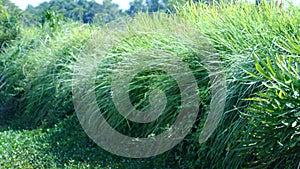 Imperata cylindrica on field in Morning light