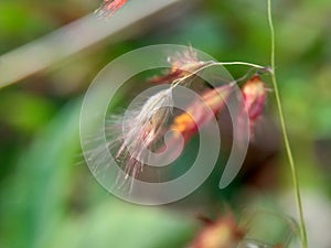 Imperata Cylindrica flower also called cogon grass or kunai grass with a natural grass. Indonesian call it as ilalang or alang-a