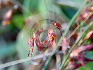 Imperata Cylindrica flower also called cogon grass or kunai grass with a natural grass. Indonesian call it as ilalang or alang-a