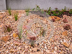 Imperata cylindrica - Japanese bloodgrass - Red Baron - Ornamental grass growing on the stone flowerbed