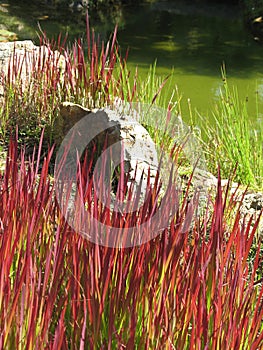 Imperata cylindrica `Red Baron` on a sunny day. Cogongrass or kunai grass. photo