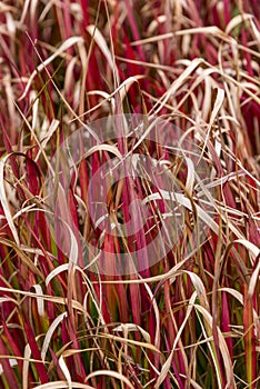 Imperata cylindrica Rubra - Red Baron photo