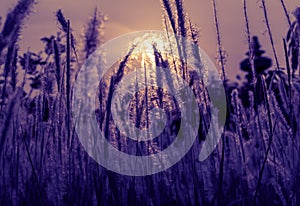 Imperata cylindricacogon grass with evening sun