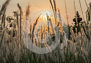 Imperata cylindricacogon grass with romantic evening sunshine